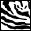 Zebra Pattern